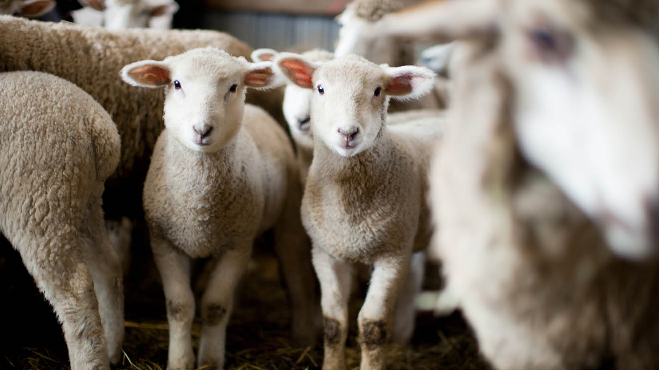 Ewe-nique Opportunities: Exploring Future Prospects in the Sheep Livestock Industry