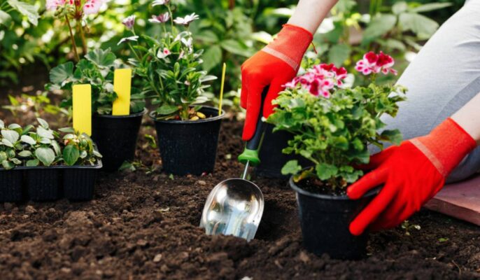 Cultivating a Thriving Garden: Unique Gardening Tips for Every Green Thumb